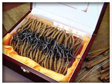 牡丹江冬虫夏草回收